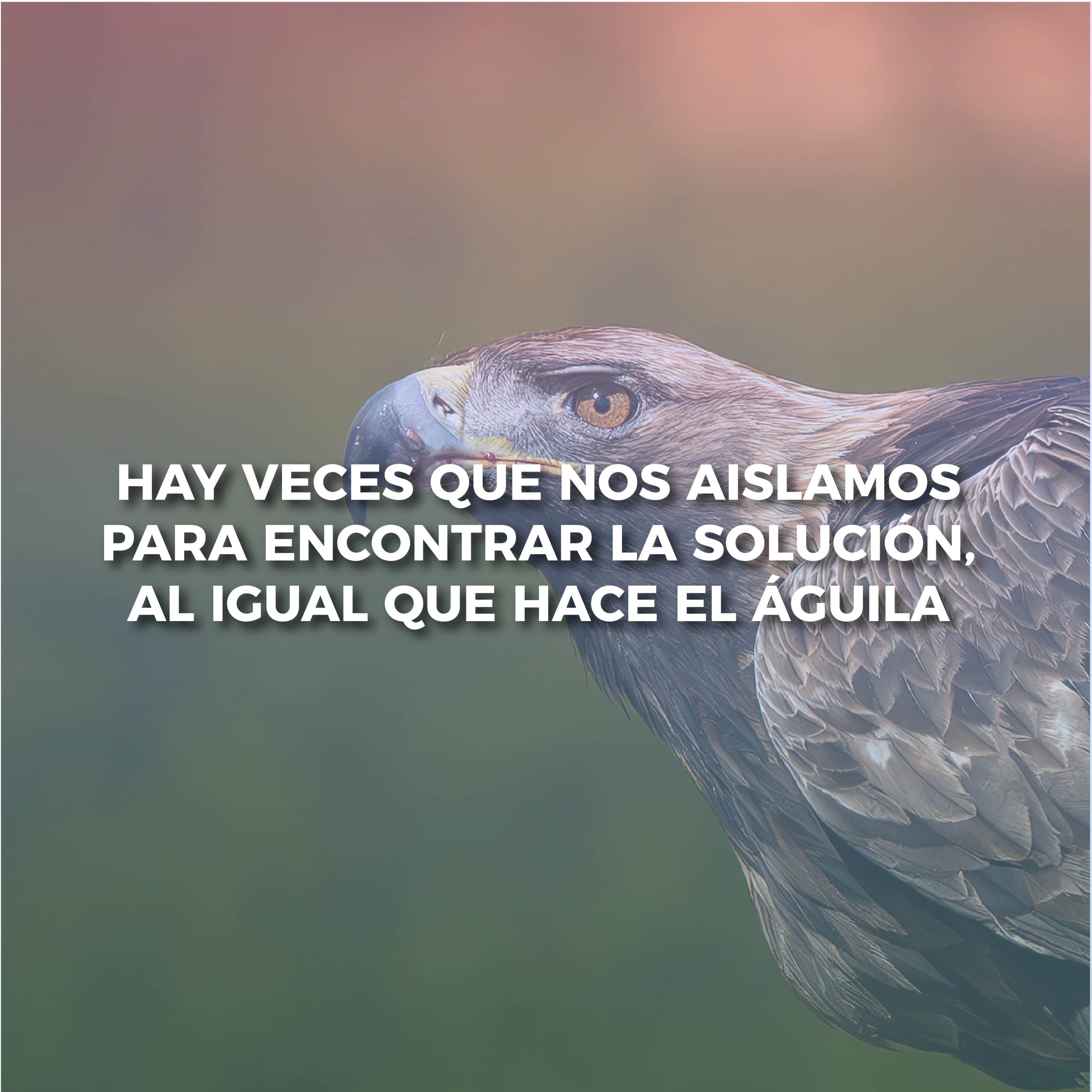 Lee más sobre el artículo HAY VECES QUE NOS AISLAMOS PARA ENCONTRAR LA SOLUCIÓN, AL IGUAL QUE LO HACE EL ÁGUILA