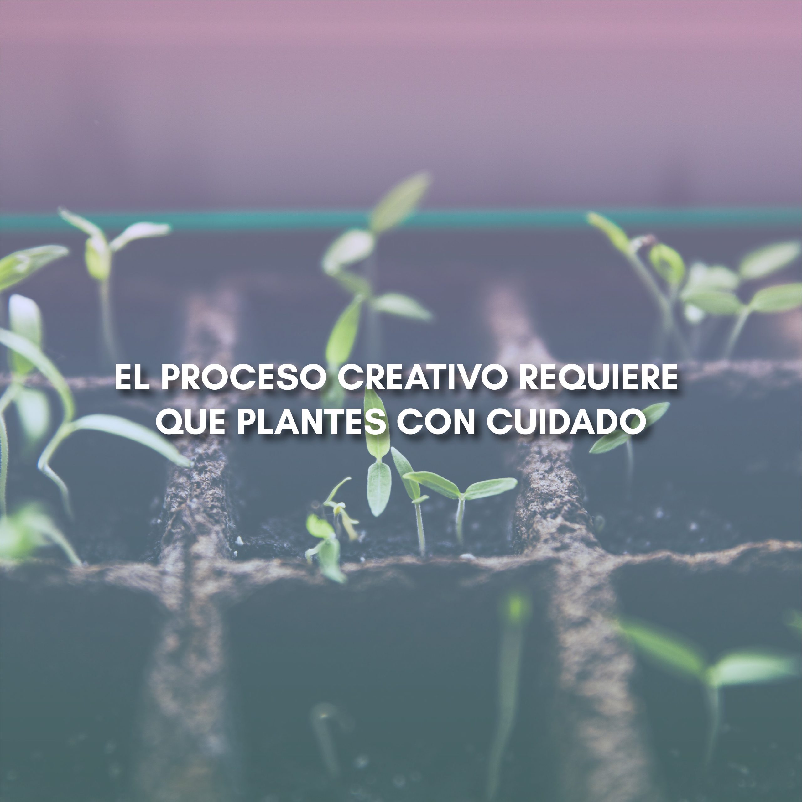 Lee más sobre el artículo EL PROCESO CREATIVO REQUIERE QUE PLANTES CON CUIDADO