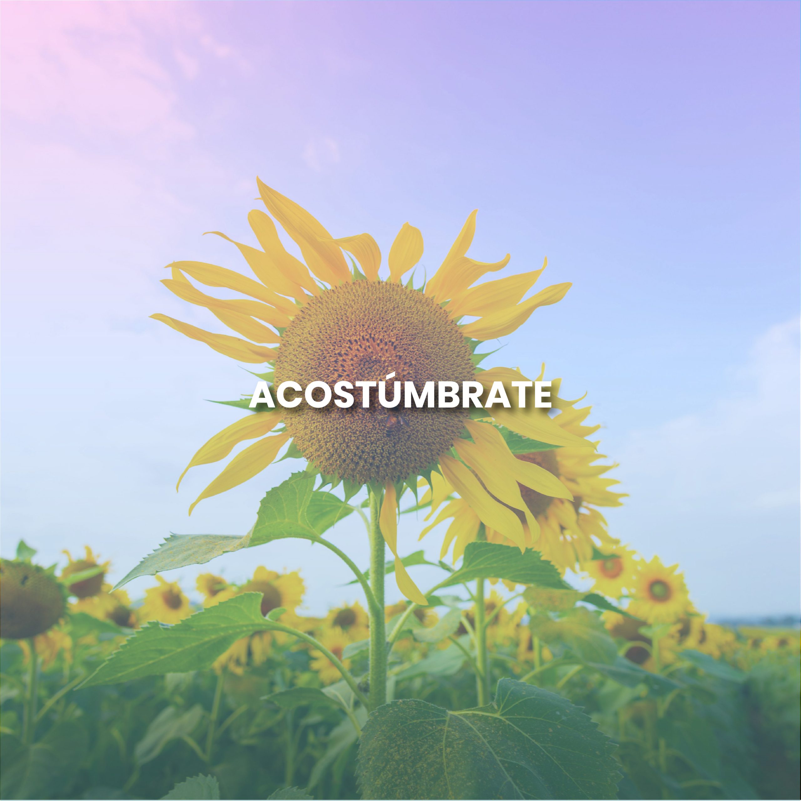 Lee más sobre el artículo ACOSTÚMBRATE